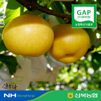 햇배 신고배 가정용