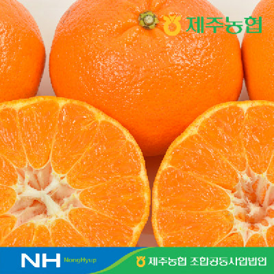 귤로장생 레드향 2kg 소과 (10-15입)